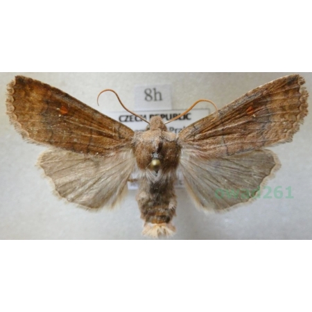 Mythimna albipuncta (Denis & Schiffermüller, 1775) Piętnówka białokropka Czech8h